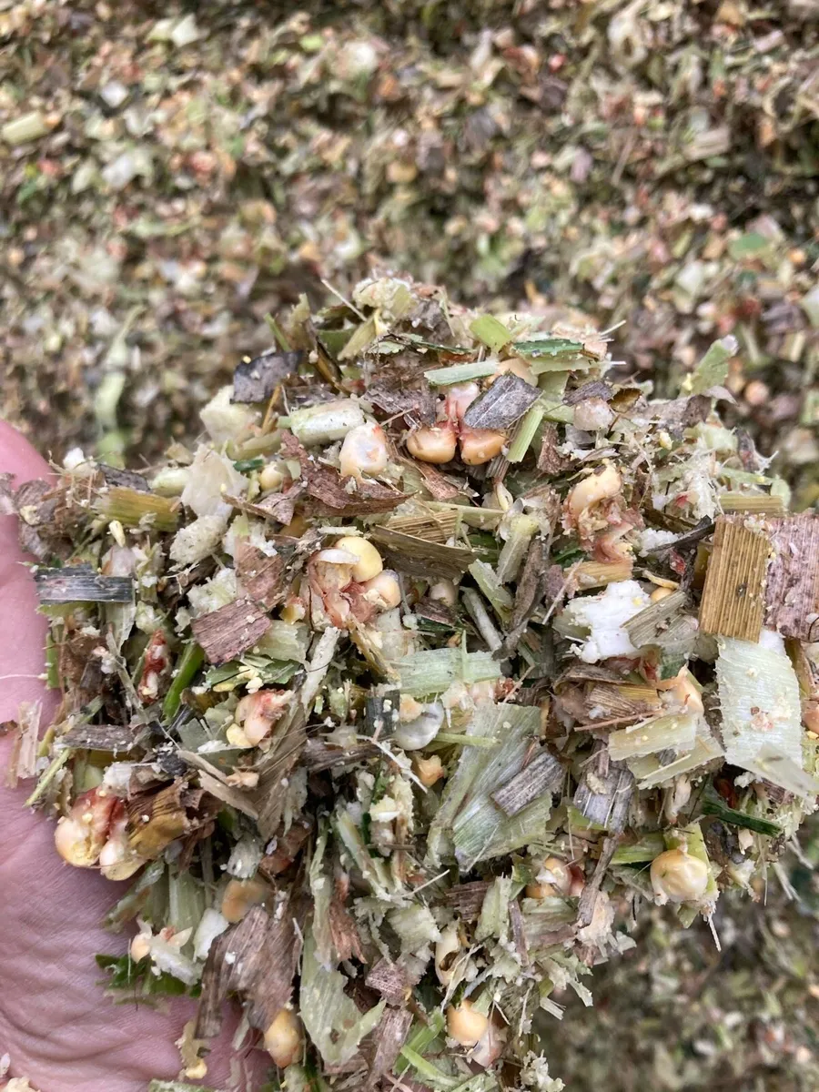 Maize silage for sale - Image 3