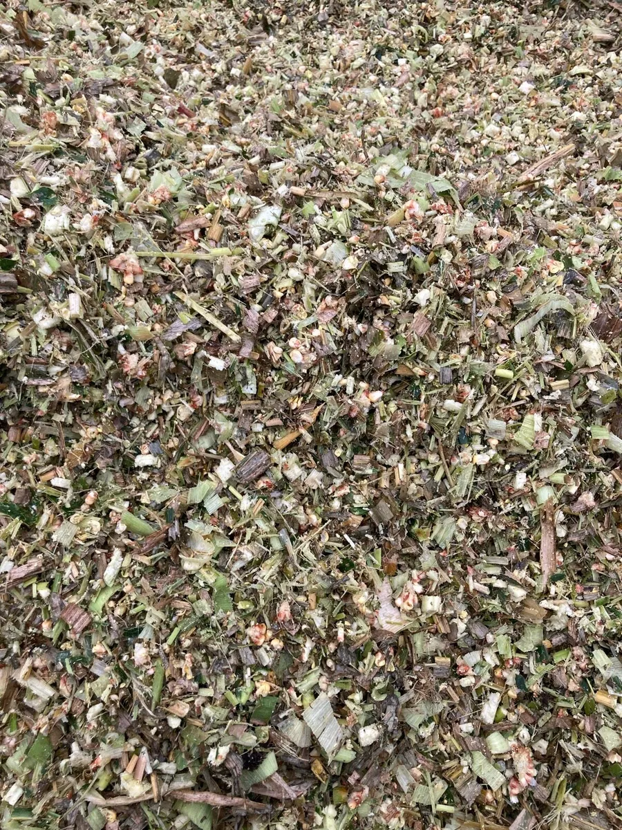 Maize silage for sale - Image 4