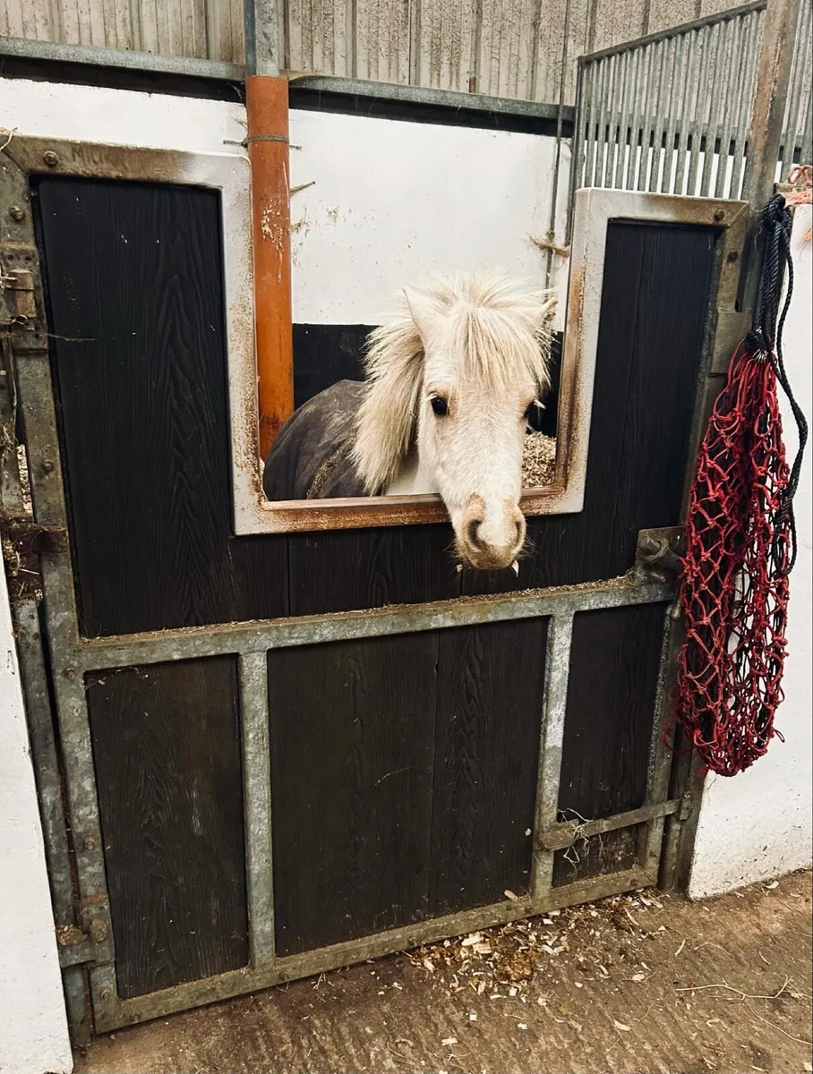 Falabella/Shetland - Image 2
