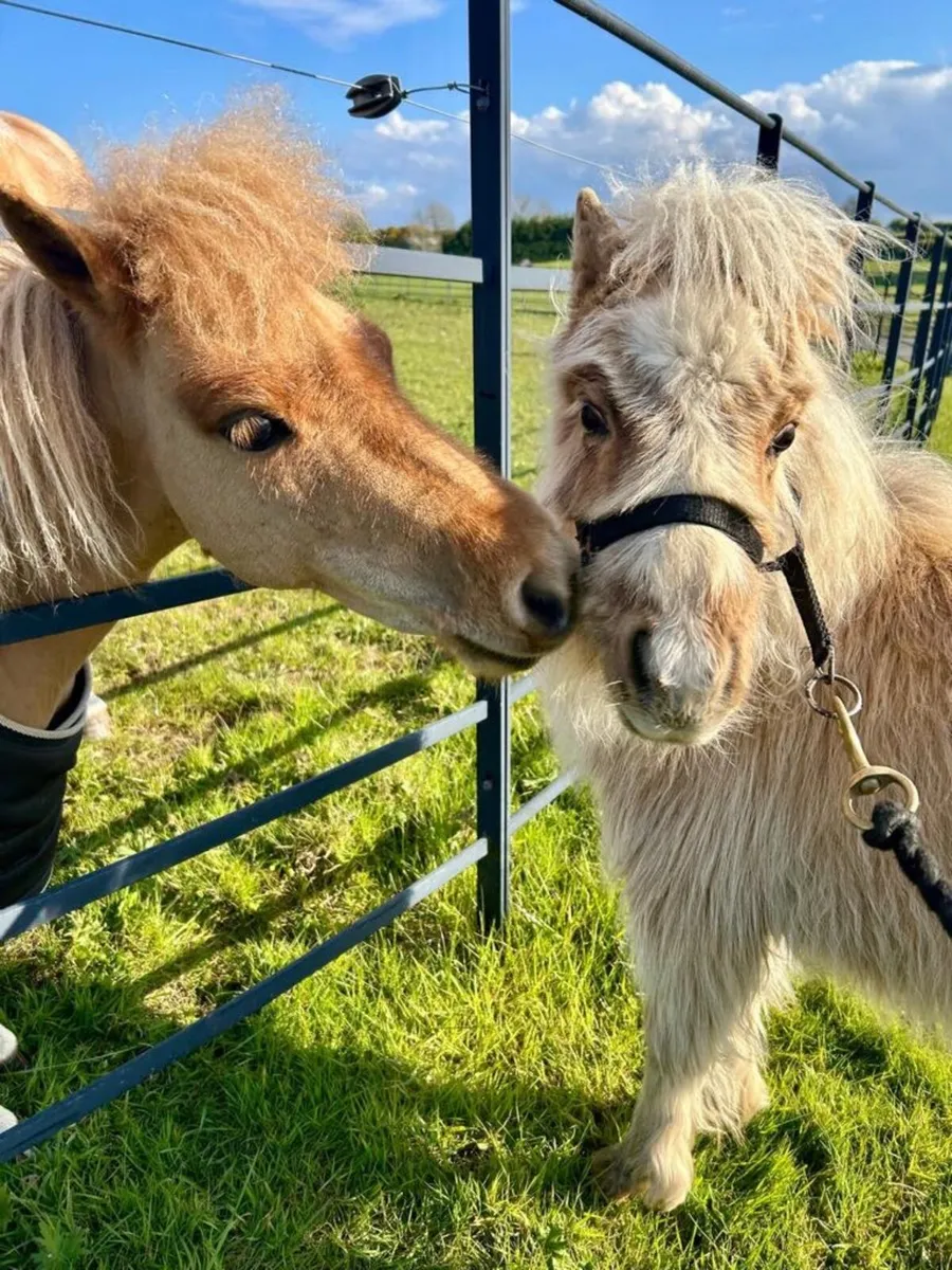 Falabella/Shetland - Image 3