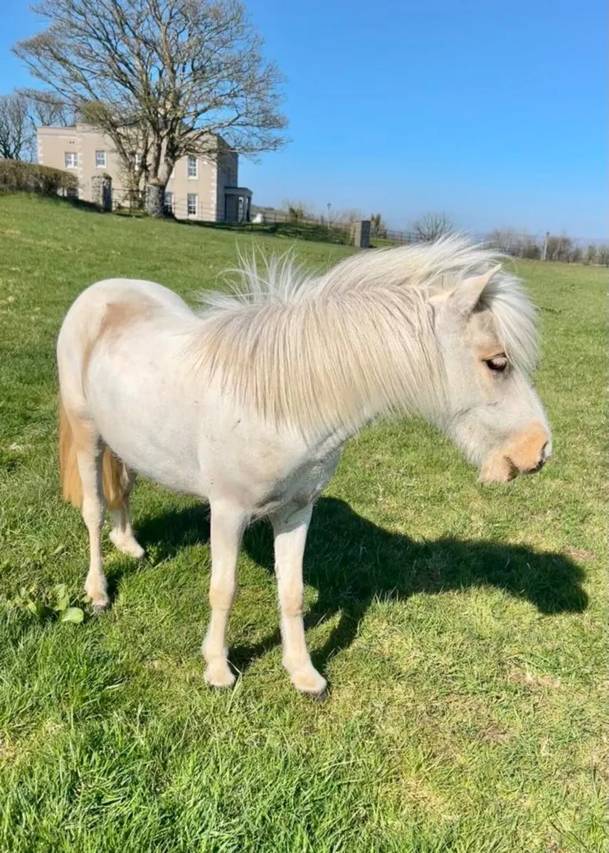 Falabella/Shetland - Image 4