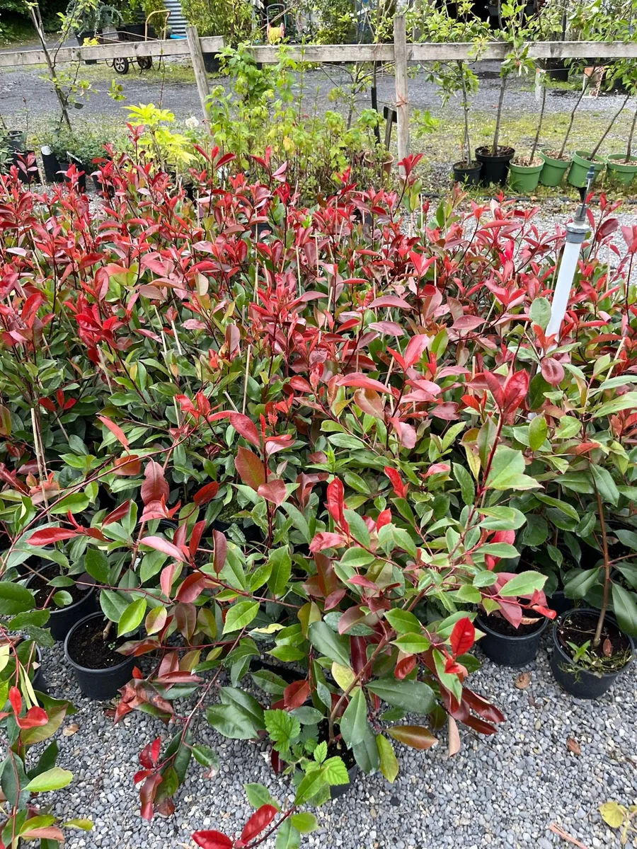 Red Robin Hedging - Image 3