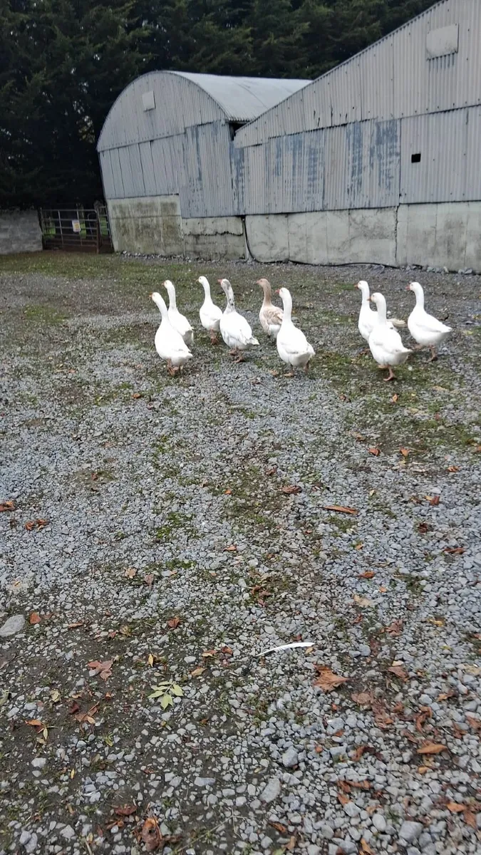 geese
