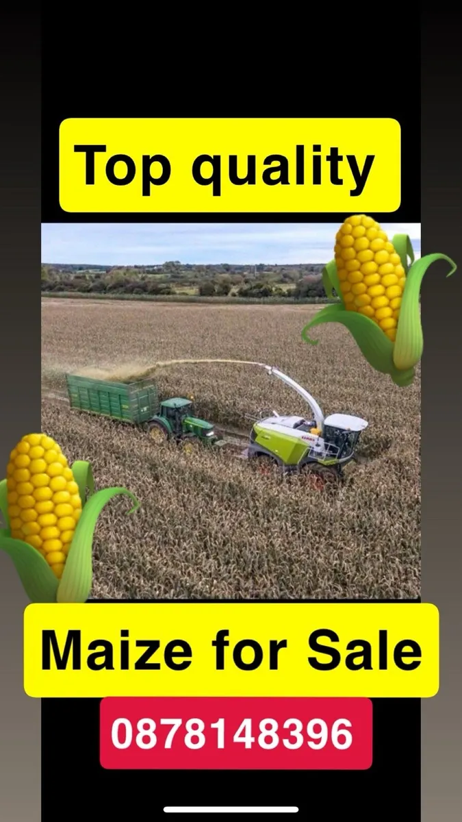 Maize Silage & Sugar Beet Mix Feed - Image 2