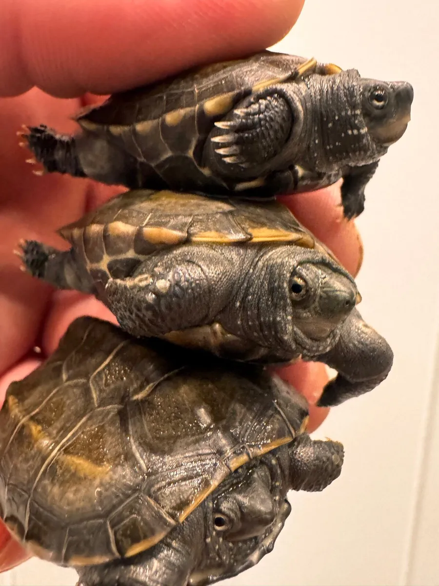 Mauremys reevesii Chinese tortoise - Image 1