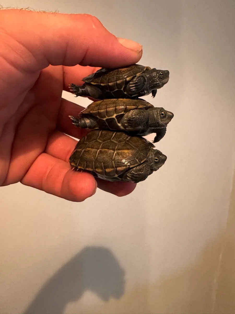 Mauremys reevesii Chinese tortoise - Image 2