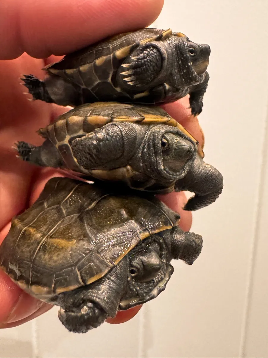 Mauremys reevesii Chinese tortoise - Image 3