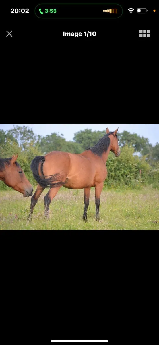 6 year old broodmare in Foal to Cremello Stallion - Image 2