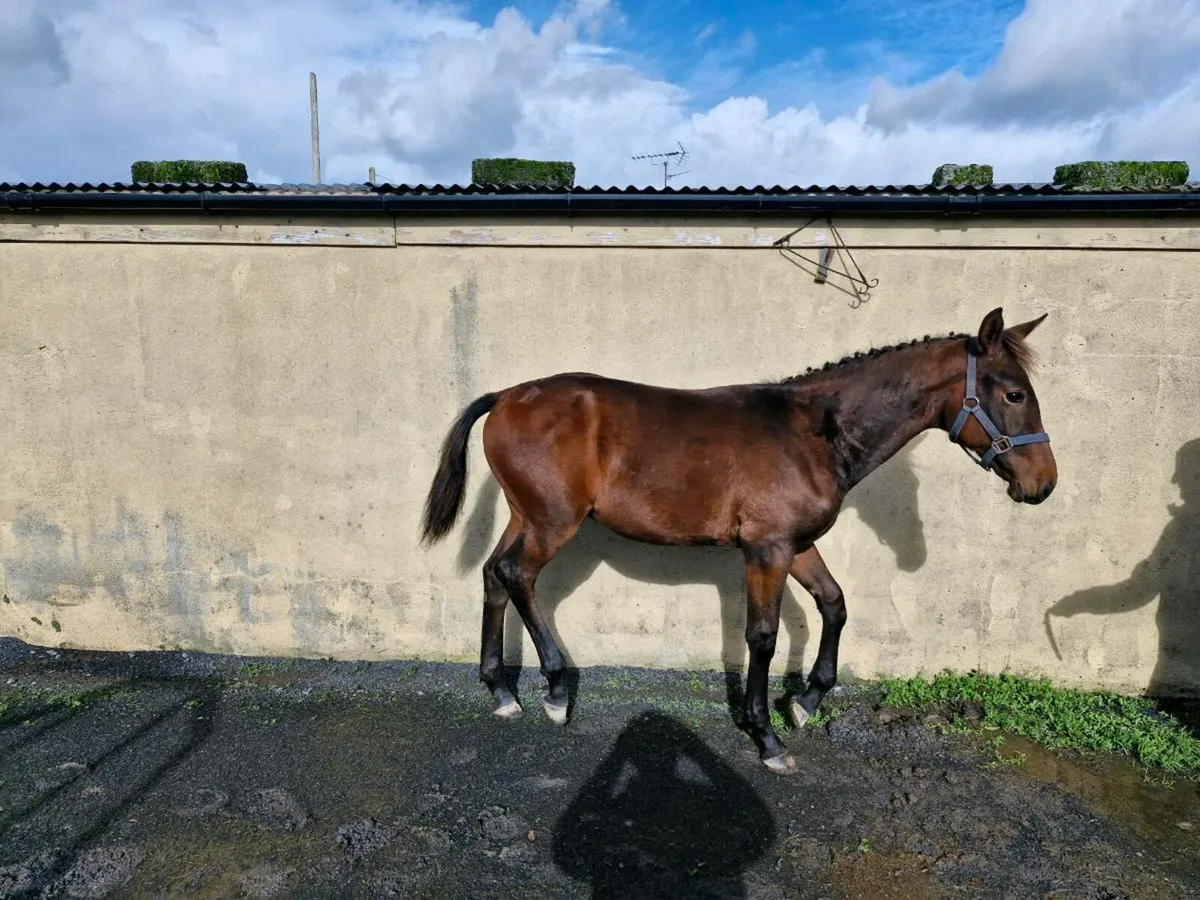 Team Spirit × Zirocco Blue colt - Image 2