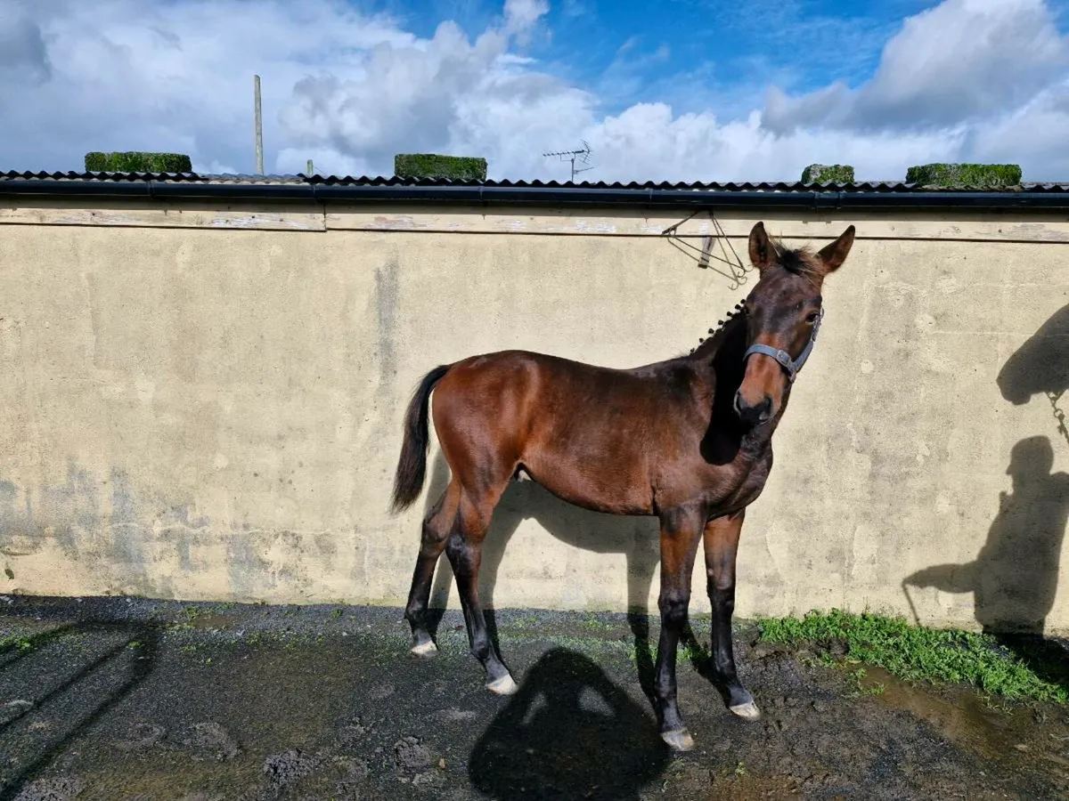 Team Spirit × Zirocco Blue colt - Image 3