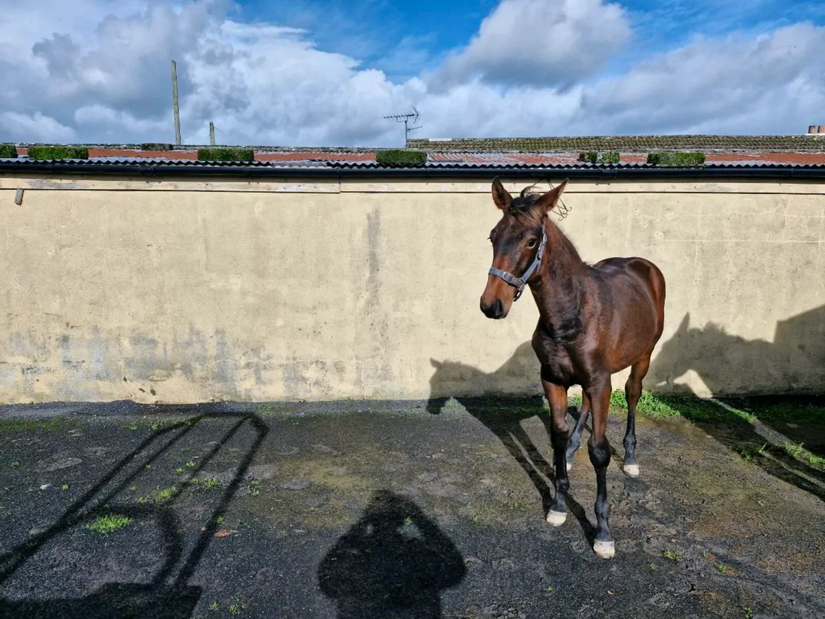 Team Spirit × Zirocco Blue colt - Image 4