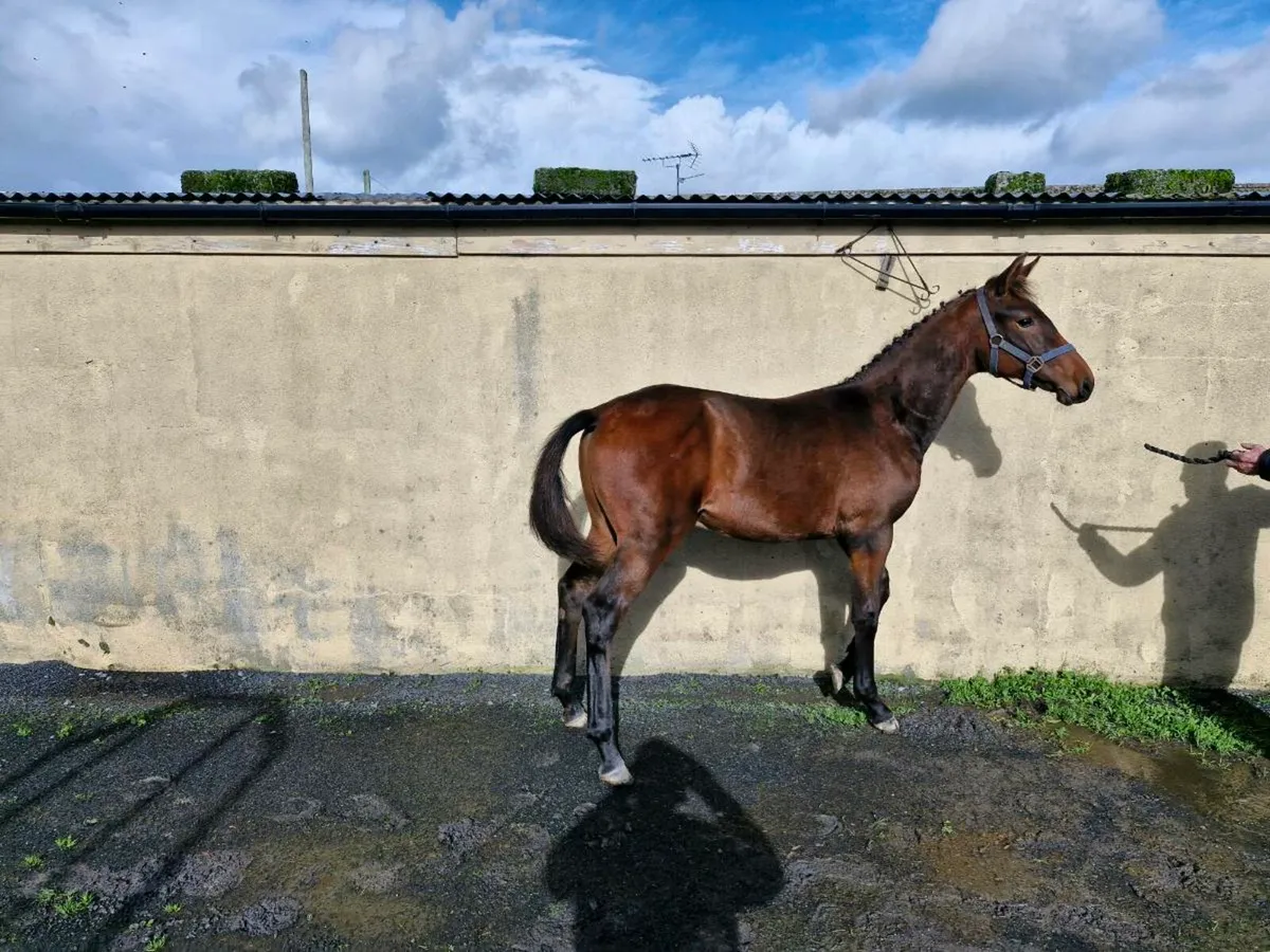 Team Spirit × Zirocco Blue colt - Image 1