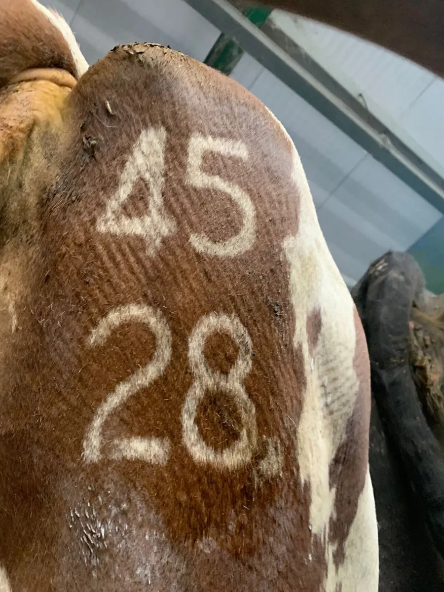 Freeze branding service - Image 1