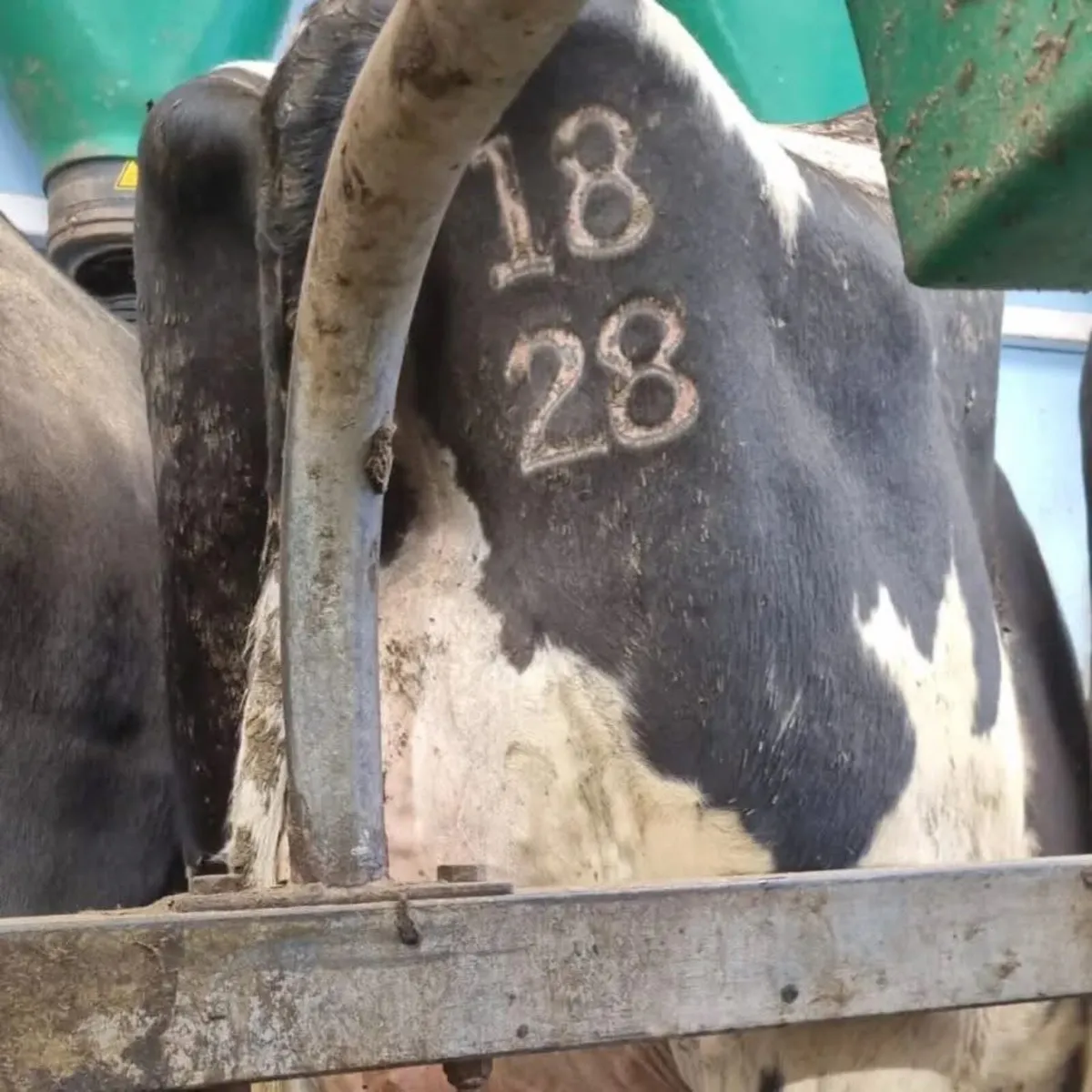 Freeze branding service - Image 2