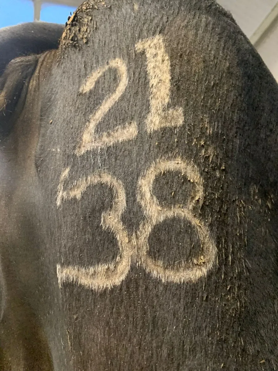 Freeze branding service - Image 3