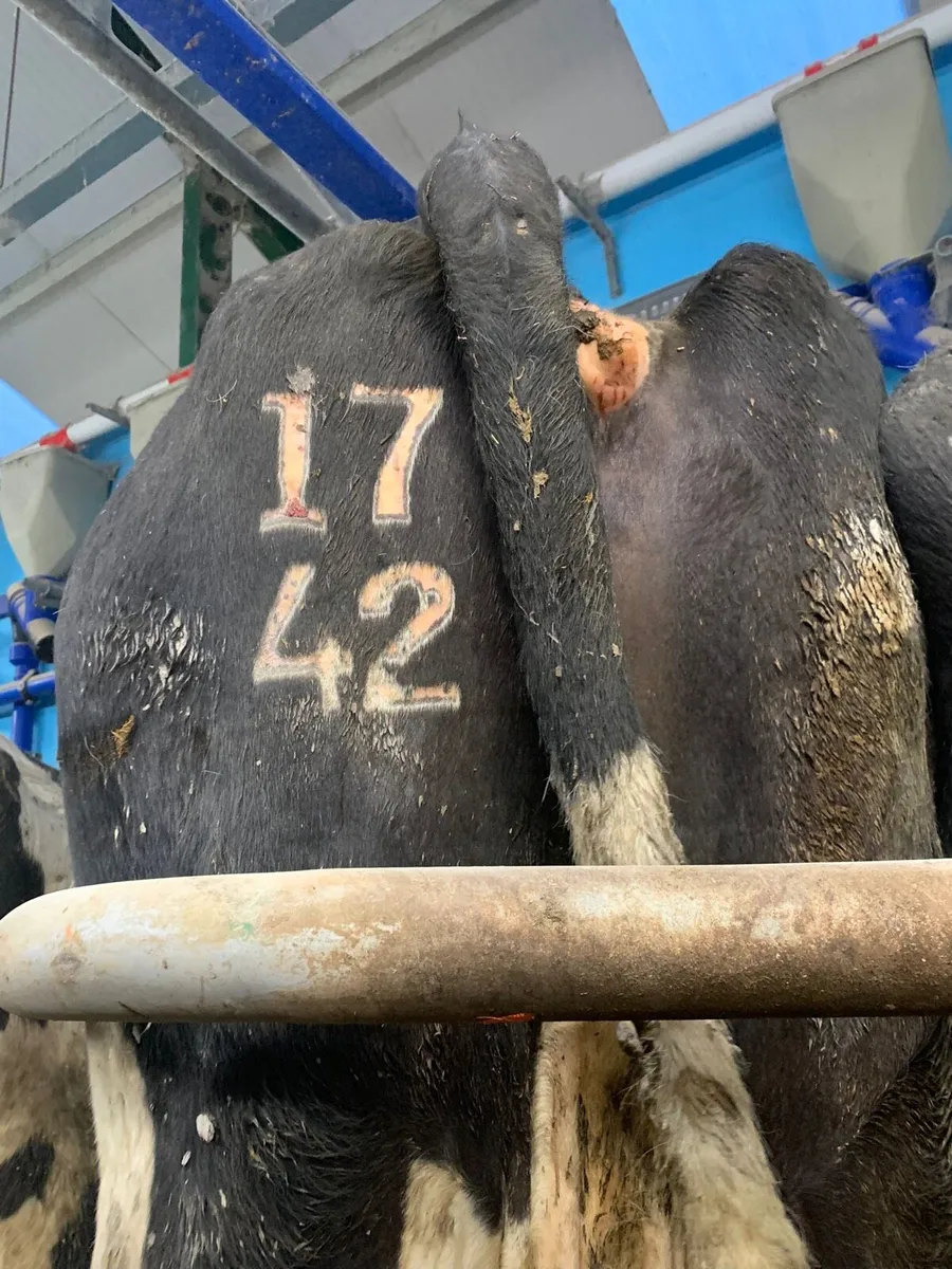 Freeze branding service - Image 4