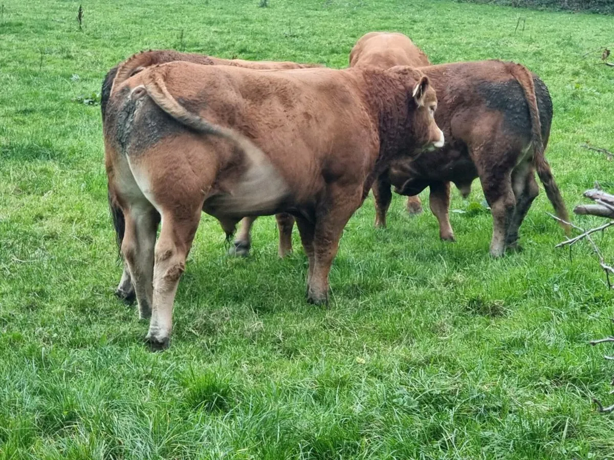 Limousin bulls for sale - Image 1