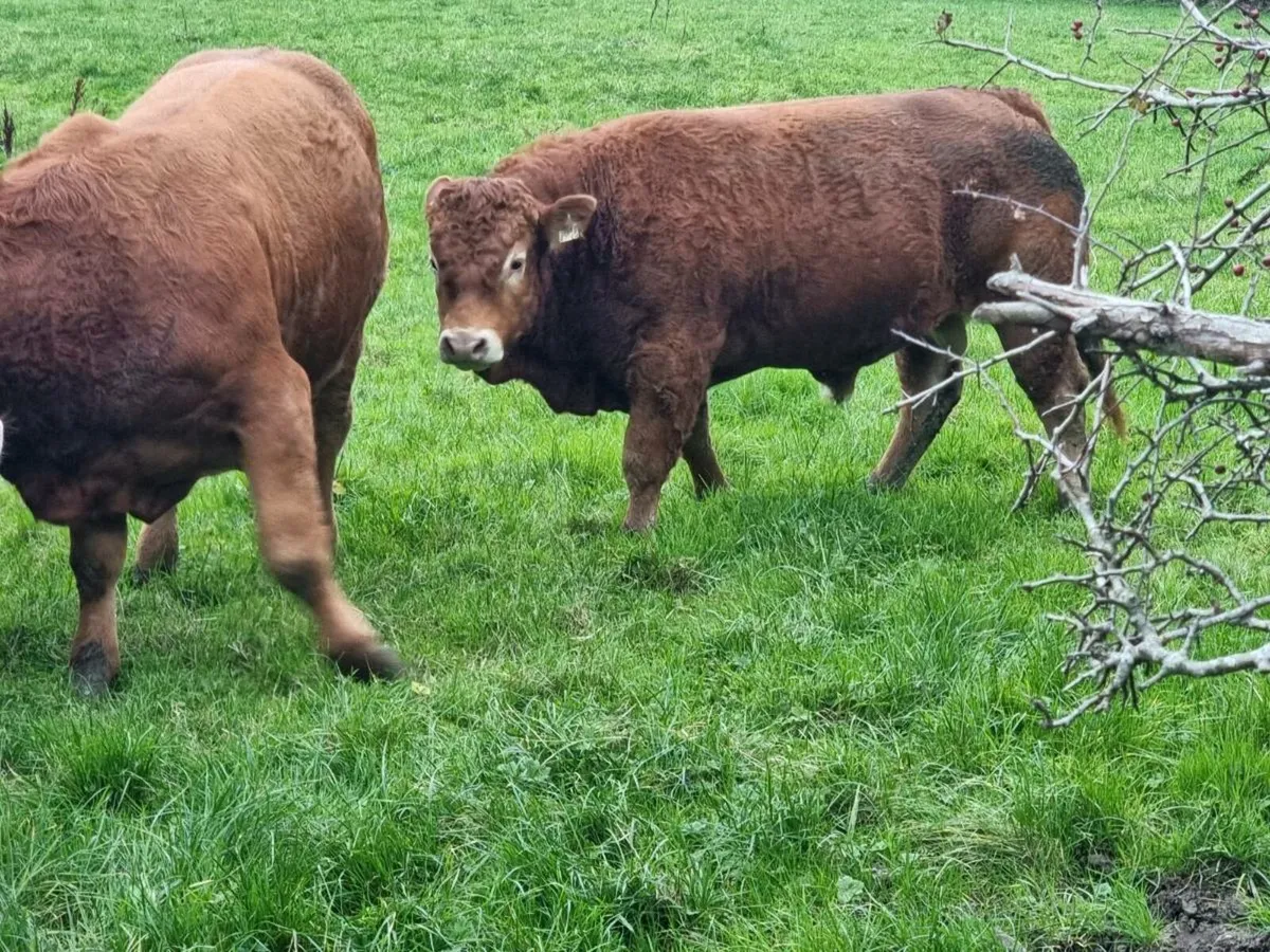Limousin bulls for sale - Image 3