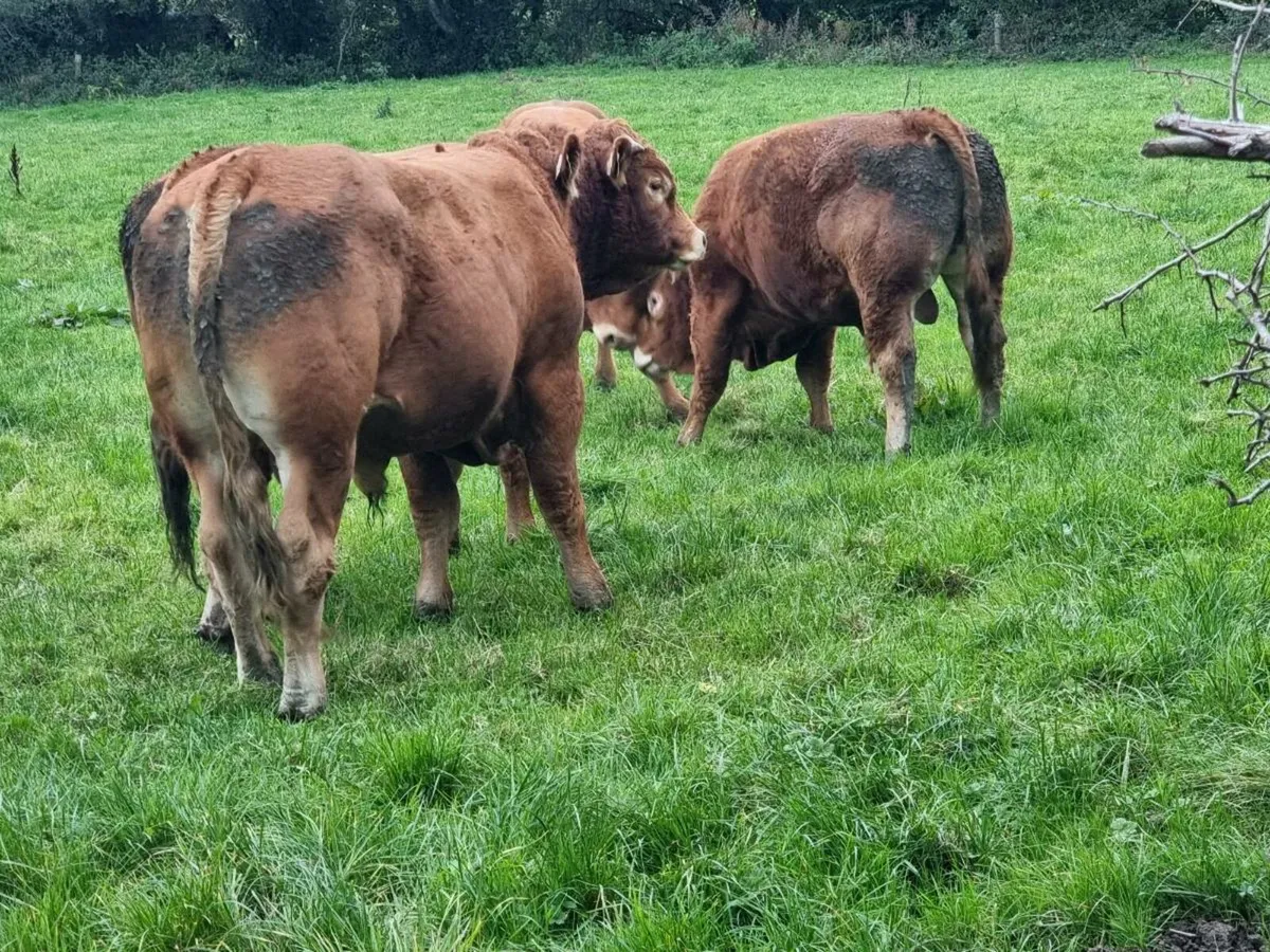 Limousin bulls for sale - Image 4