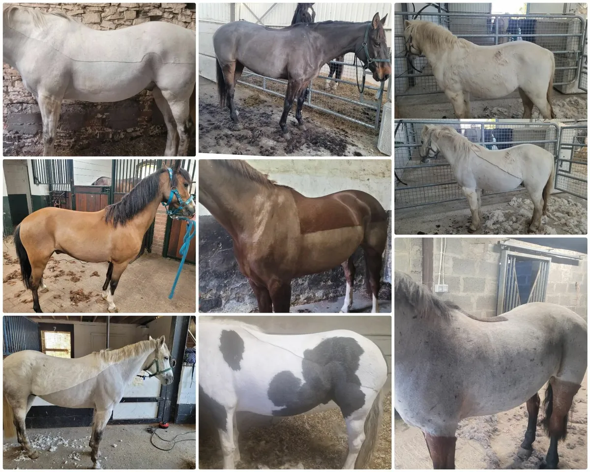 Equine grooming and clipping service - Image 4
