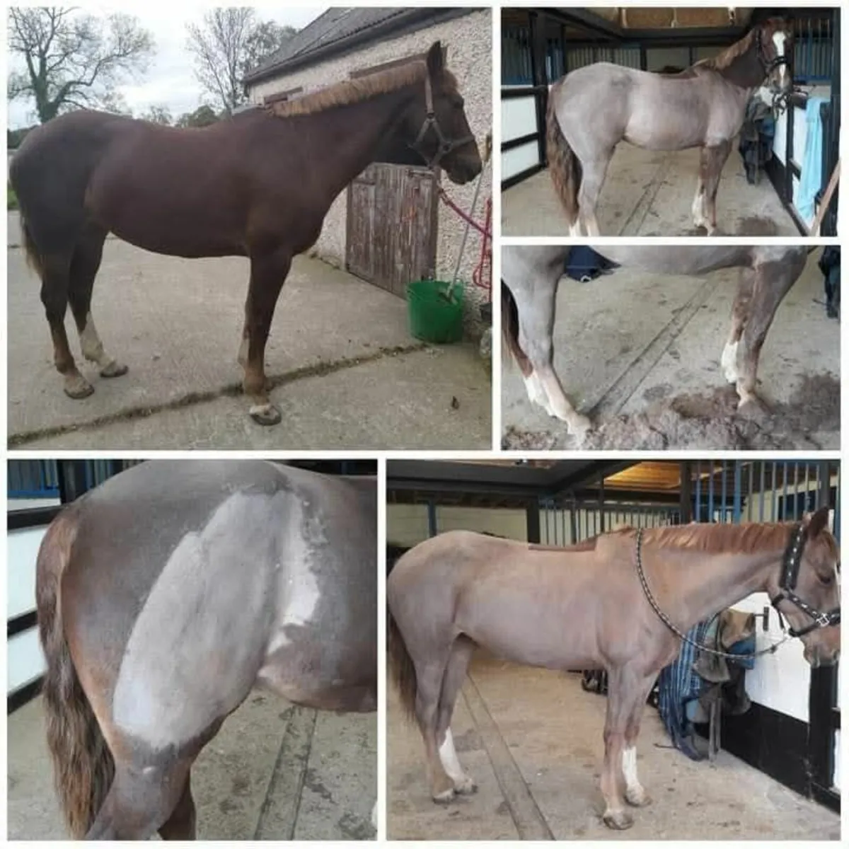 Equine grooming and clipping service - Image 2
