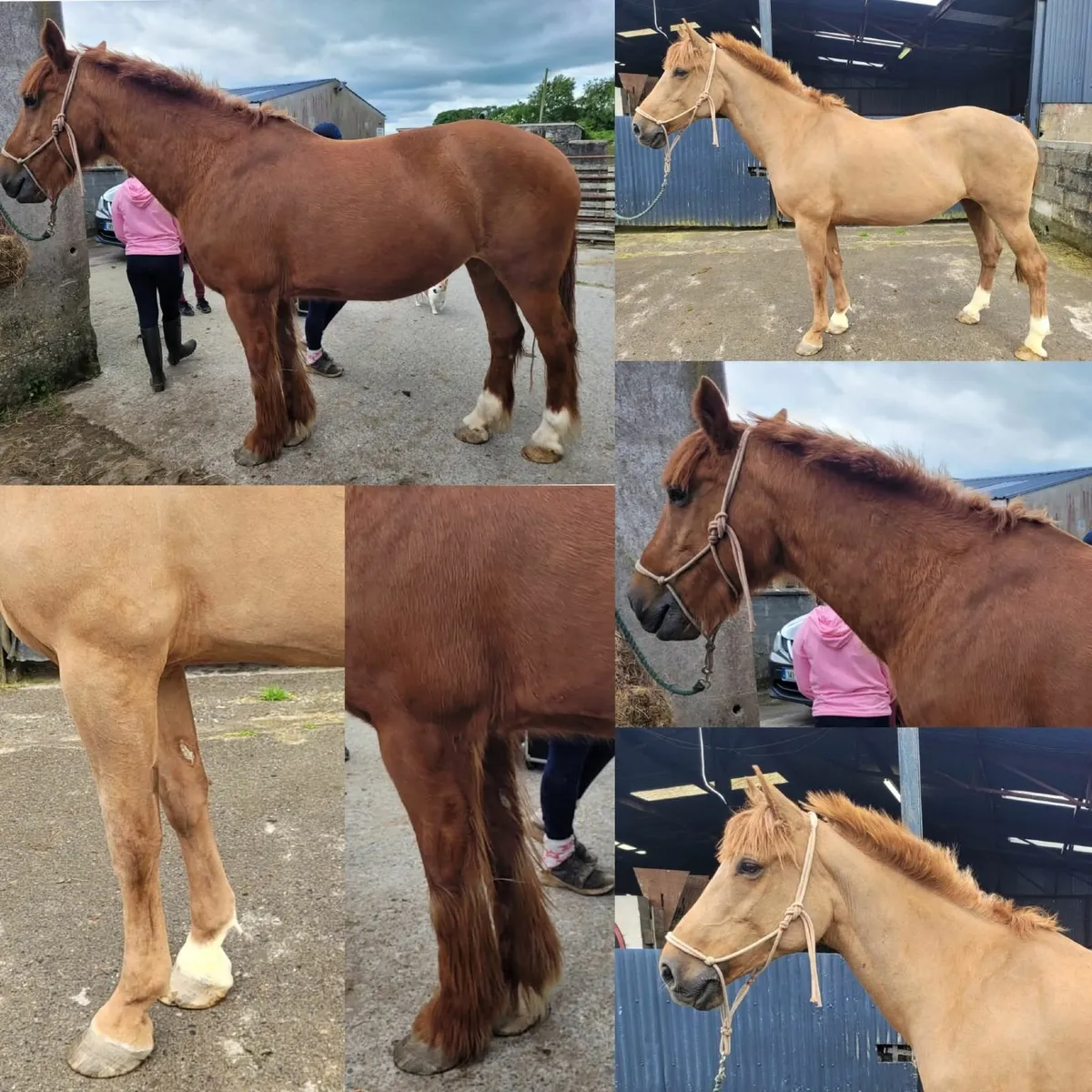 Equine grooming and clipping service - Image 3