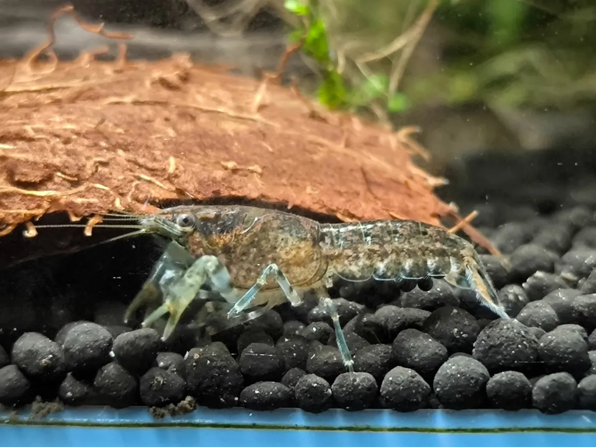 Dwarf Crayfish, Shrimp, Floating plants and Snail - Image 1
