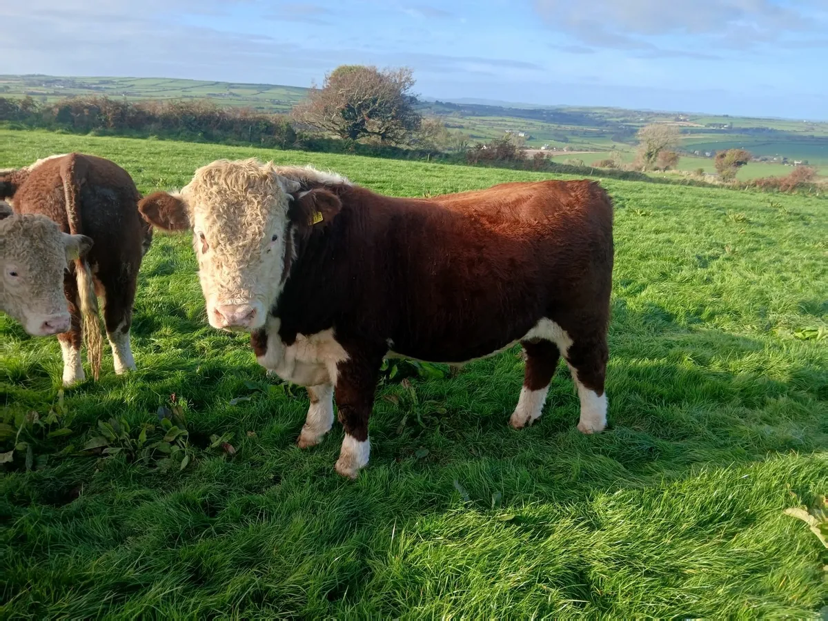 PBR HEREFORD BULLS - Image 2