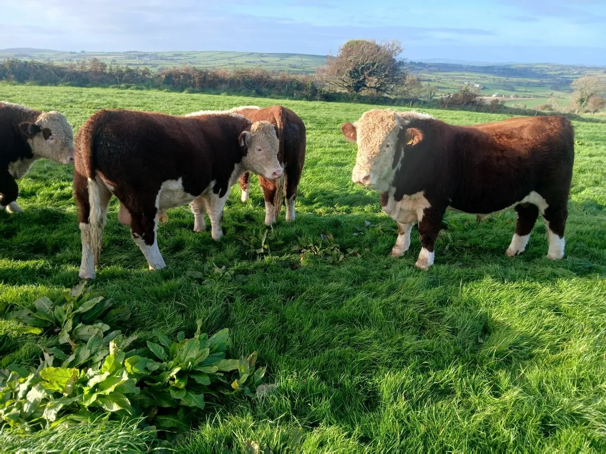 PBR HEREFORD BULLS - Image 3