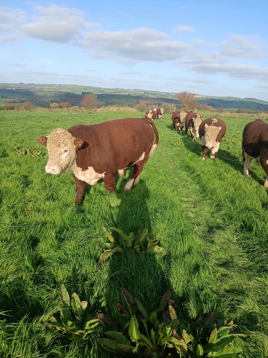 PBR HEREFORD BULLS - Image 1