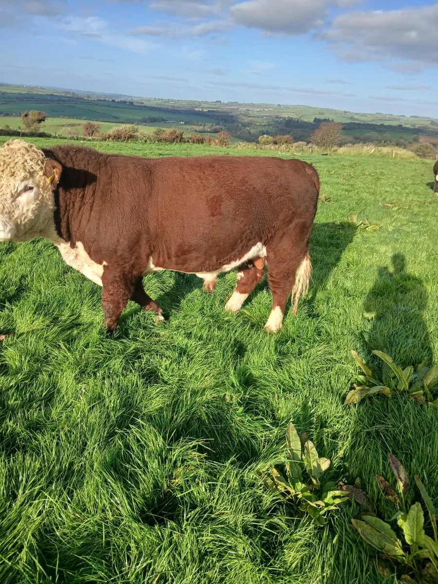 PBR HEREFORD BULLS - Image 4