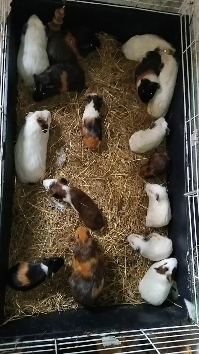 Guine pigs - Image 1