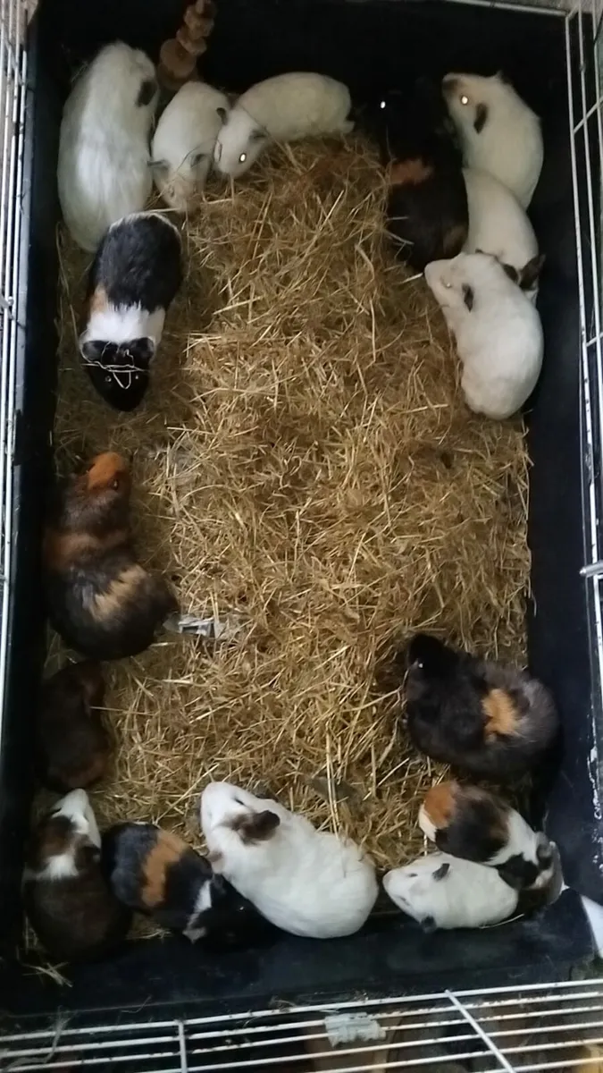 Guine pigs - Image 2