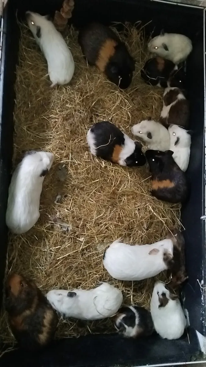 Guine pigs - Image 3
