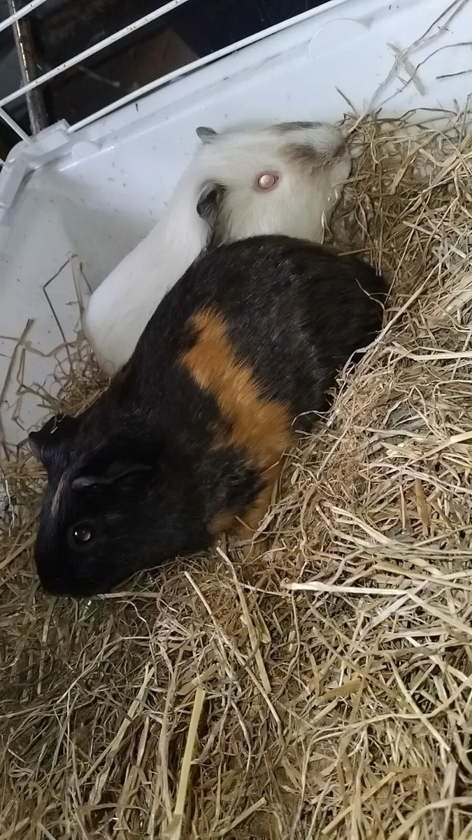 Guine pigs - Image 4