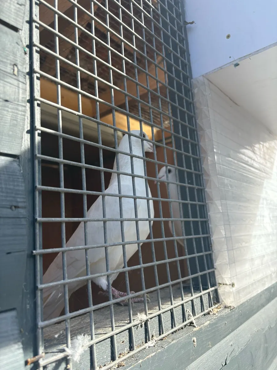 Racing Loft set up - Image 3