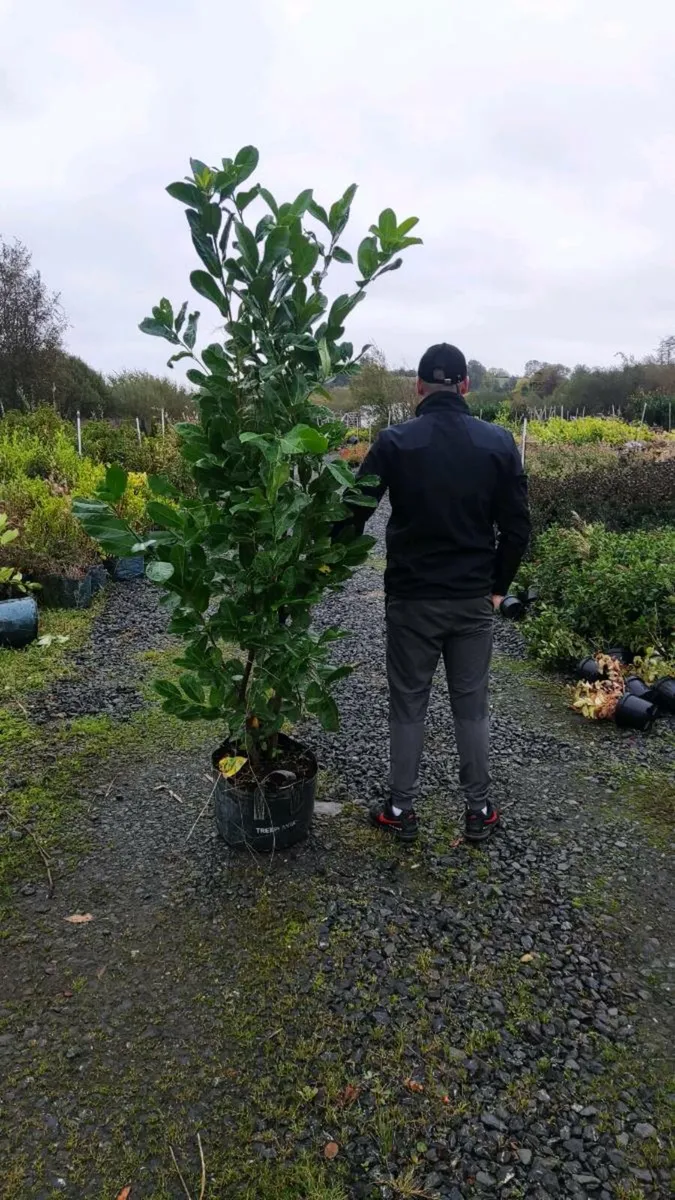 Mature Laurel Hedging 5ft..7ft from 35 euro - Image 1