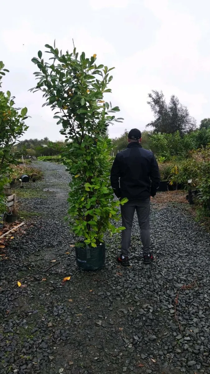 Mature Laurel Hedging 5ft..7ft from 35 euro - Image 2