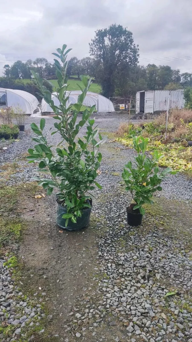 Mature Laurel Hedging 5ft..7ft from 35 euro - Image 3