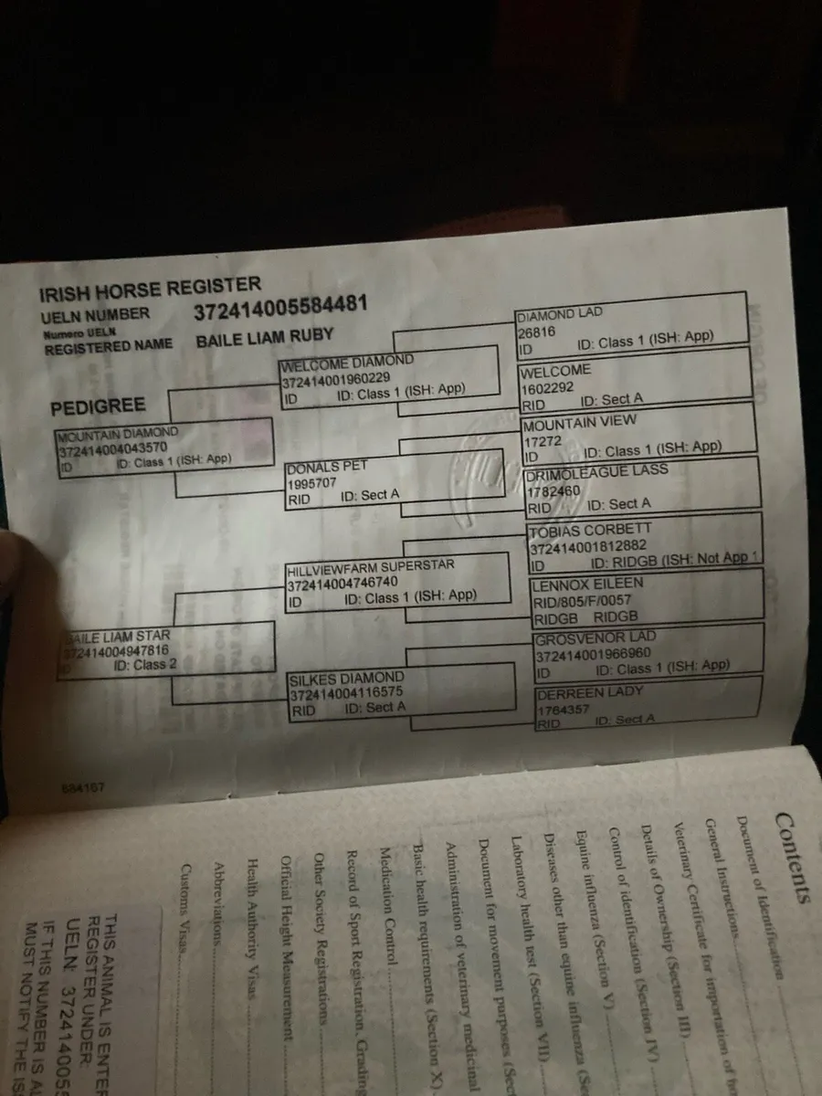 Irish draught mare  Class 1 - Image 3