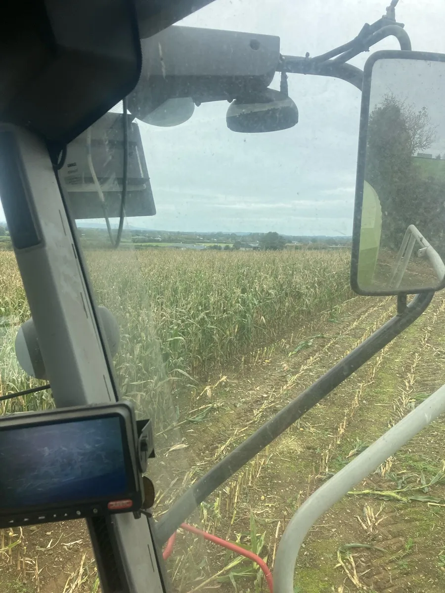 Beet and maize - Image 2