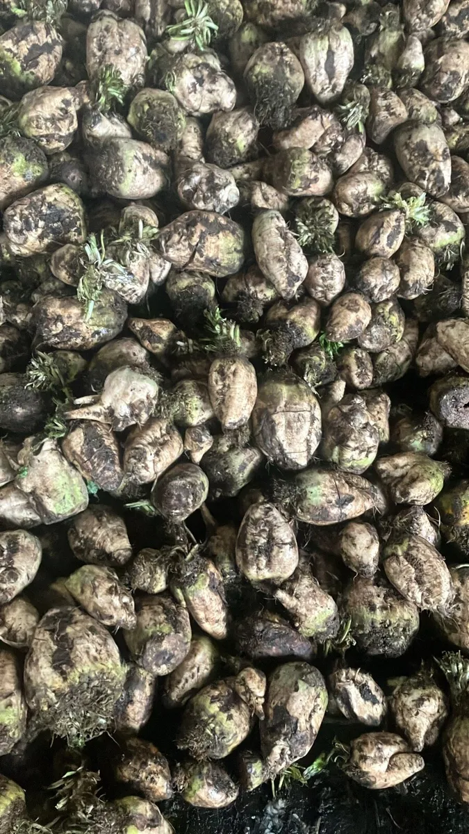 Beet and maize - Image 3