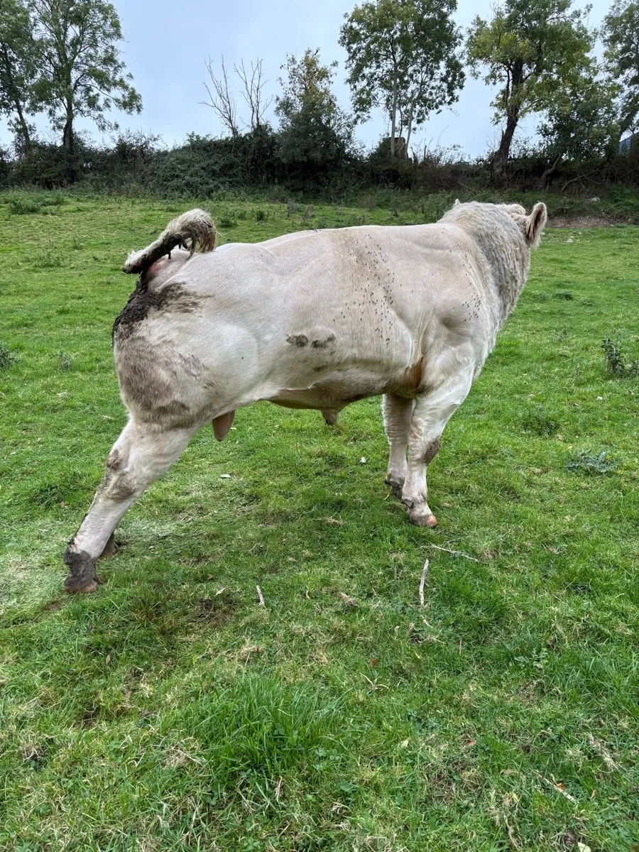 Purebred Charolais Bull - Image 2