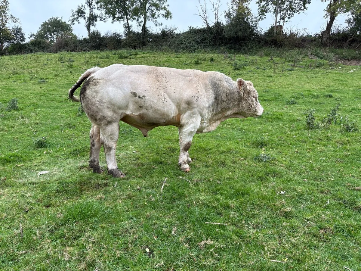 Purebred Charolais Bull - Image 3