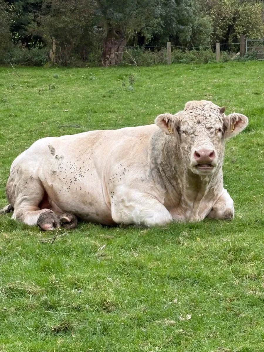 Purebred Charolais Bull - Image 1