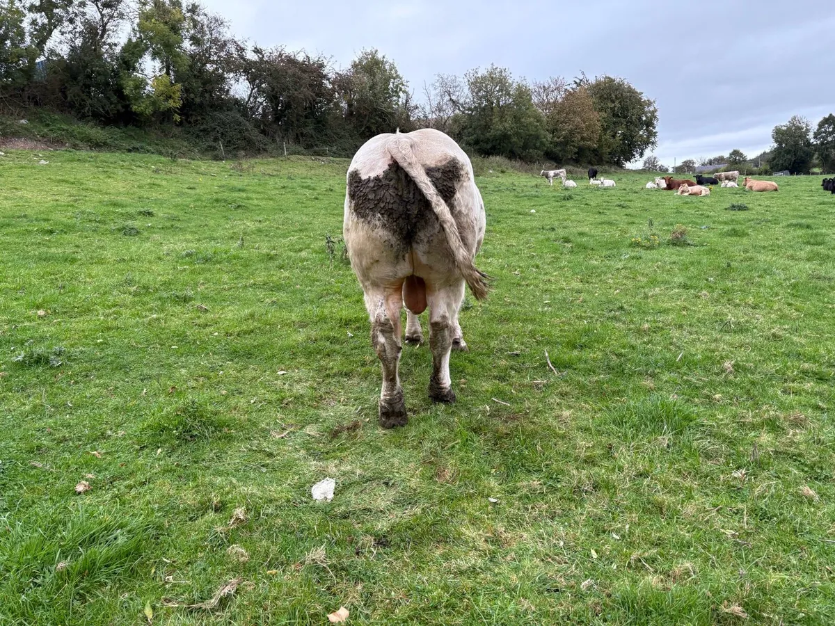 Purebred Charolais Bull - Image 4