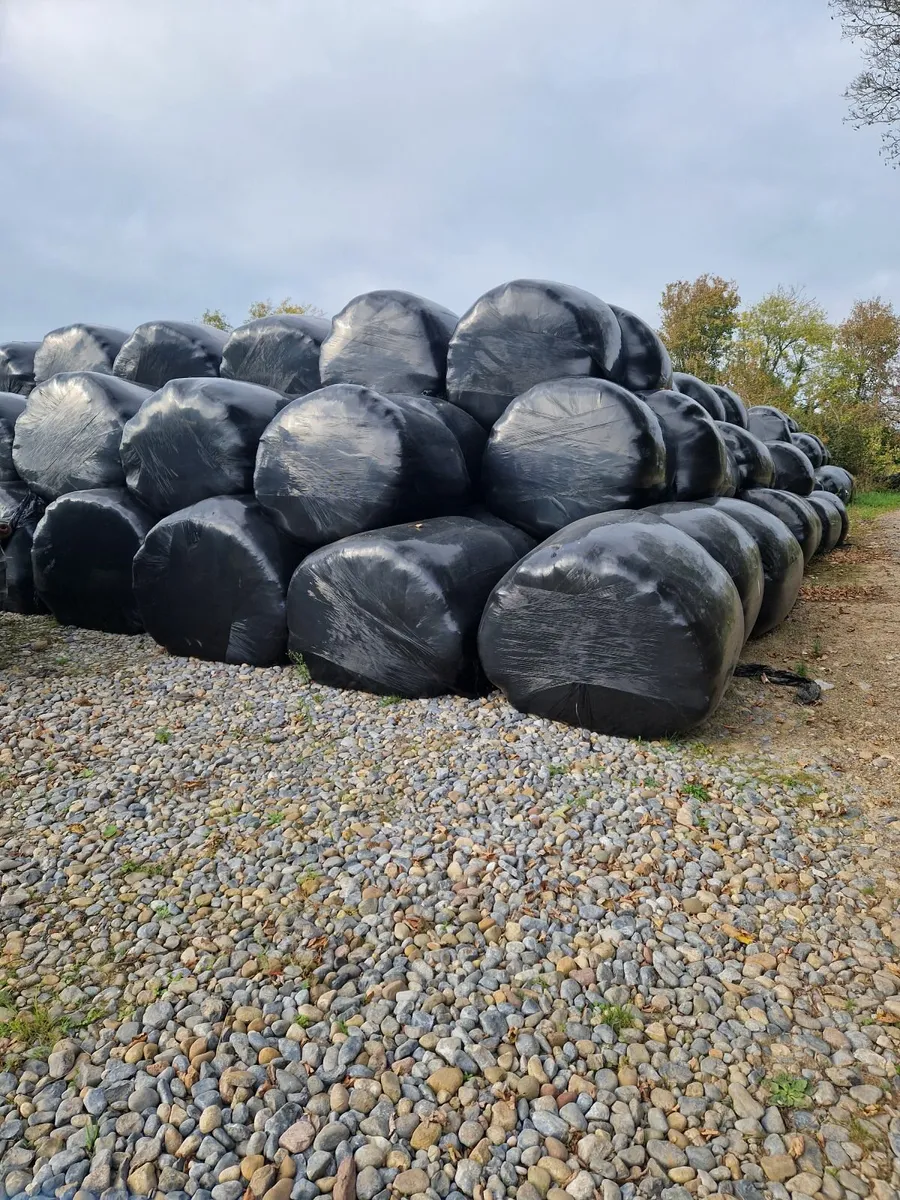 Silage bales. - Image 2