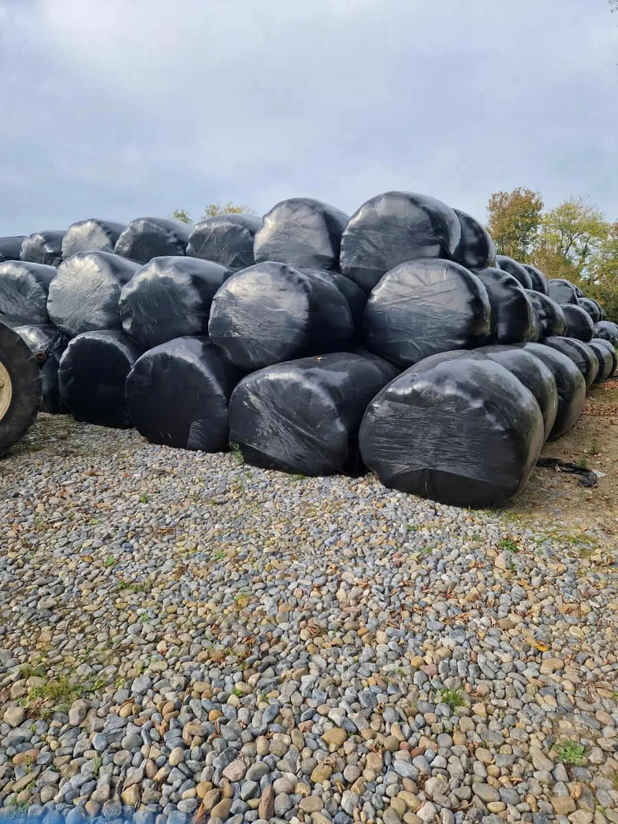Silage bales. - Image 1