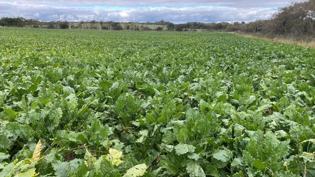 Sugar Beet - Image 1