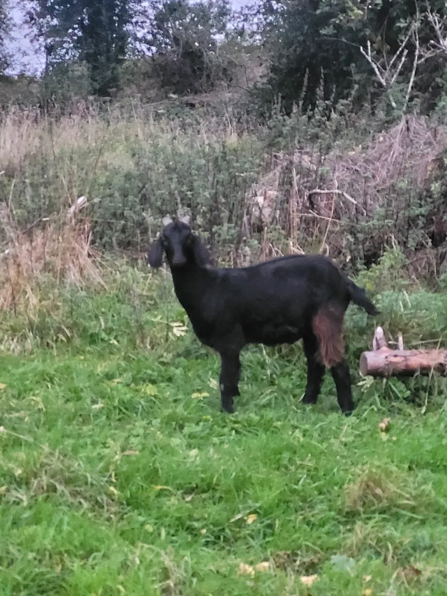 Male goats - Image 2